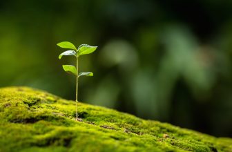 storia della cosmesi naturale