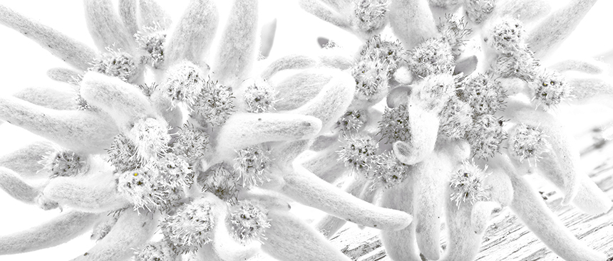 Crème anti-rides bio des laboratoires Phhyt's à base d'Edelweiss