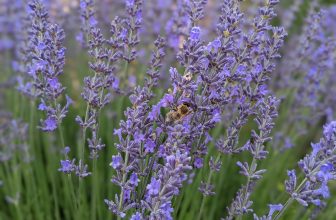 Phyt's lokales Engagement für Lavendel