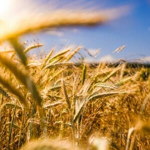 Растительное масло зародышей пшеницы