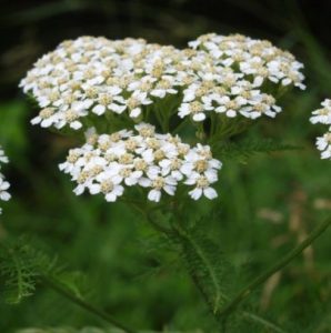 Achillée Millefeuille