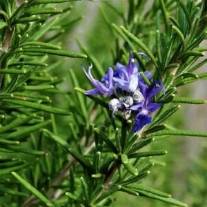 Rosemary essential oil *