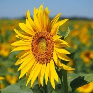 Olio vegetale di girasole *