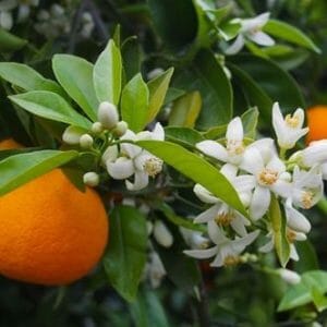 Orange essential oil *