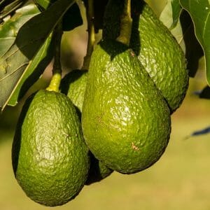 Olio vegetale di avocado *