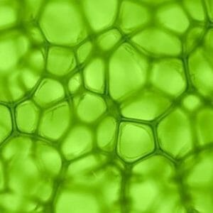 Chlorophyll pflanzlichen Ursprungs