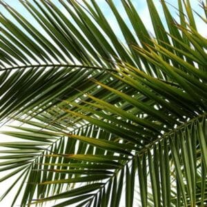 Pflanzliche Tenside (gewonnen aus Palmkern, Kokosnuss, Maniok)