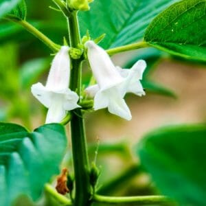 芝麻植物油 *