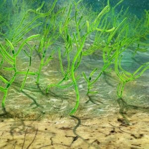 Extracto de algas