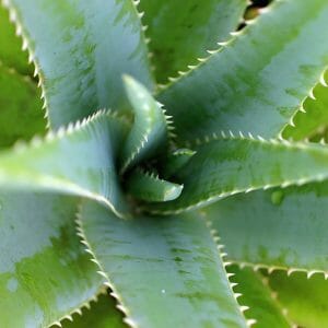 Aloe Vera extract *