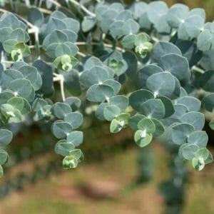 Eucalyptus essential oil *