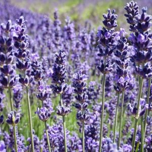 Olio essenziale di lavanda *