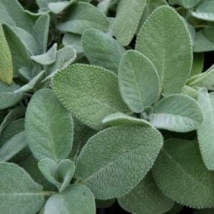 Olio essenziale di salvia *