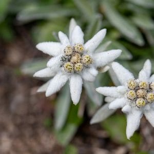 Edelweiss extract *