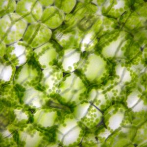 Растительные клетки шалфея