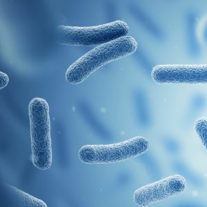 Fermentos lácticos postbióticos de origen biotecnológico