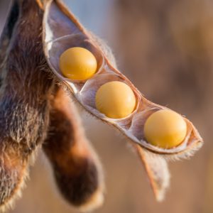 Proteinähnliche pflanzliche Herkunft aus Soja, 100 % natürlichen Ursprungs