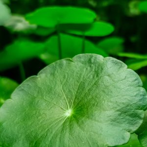 Centella Asiatica