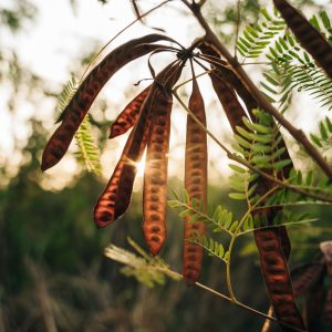 Polysaccharides d’origine végétale, issus des graines de Gleditsia à l’aide d’une éco-extraction innovative