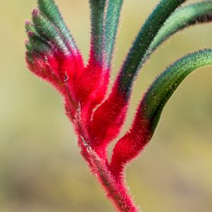 Flavonoïdes Naturels avec une Fleur de Patte de Kangourou