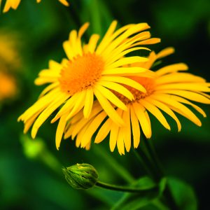 Fleur d'arnica 100% d'origine naturelle