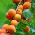 Huile de Noyaux d'Abricots*
