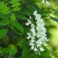 Actif tenseur naturel issu de la gomme d'Acacia