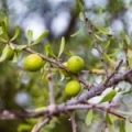 Huile végétale d'Argan*