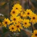 Extrait d'Arnica*