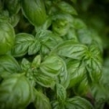 Huile essentielle de Basilic*