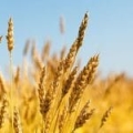 Wheat Germ Vegetable Oil