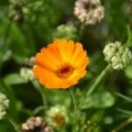 Extrait de Calendula*