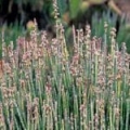 Cire de Candelilla