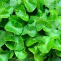 Extrait de Centella Asiatica*