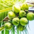 Cire de Coco