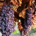 Extrait Sec de Marc de Raisin*