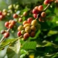 Extrait de Caféine