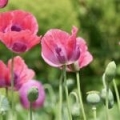 Extrait de Pétales de Coquelicot*