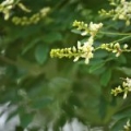 Fleur de Sophora du Japon