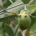 Huile de Jojoba*