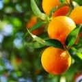 Huile essentielle d'Orange*
