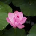 Lotus*