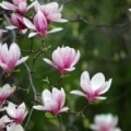 Extrait de Magnolia
