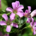 Extrait de Mauve*