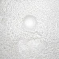 Myristate de Magnésium