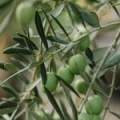 Huile végétale d'Olive*