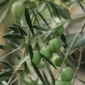 Squalane d'origine végétale