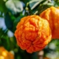 Orange Amère*
