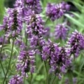Huile essentielle de Patchouli*