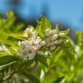 Petit-Grain essential oil *